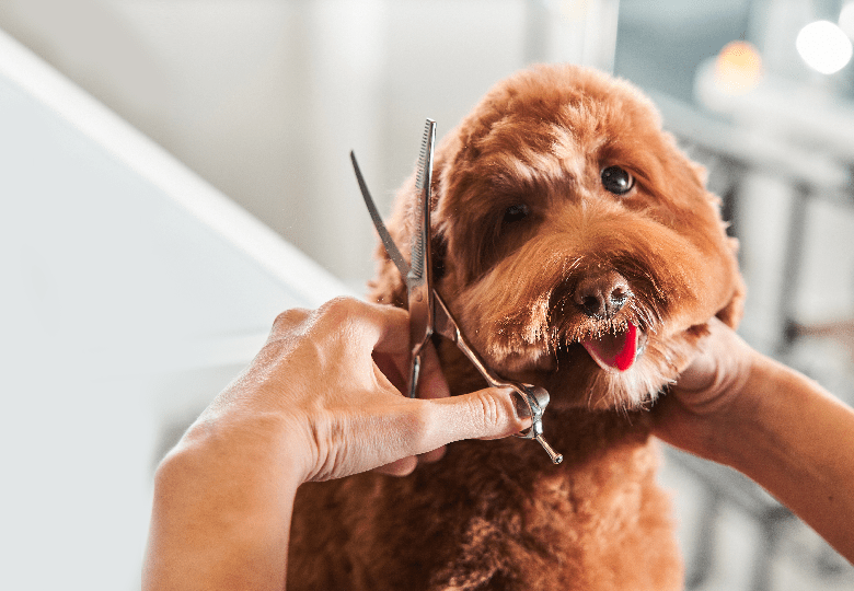Grooming
